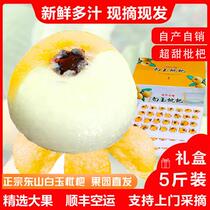 Super sweet Suzhou Dongshan White Jade Loquat White Sand Loquat 5 catties ready-to-pick fresh fruit for pregnant women SF gift box