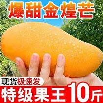 Hainan Jinhuang Mang fresh cake mango 10 pounds full box of thin skin this season pregnant women fruit orchard straight hair