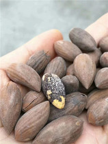 Valley to fragrant torreya 500g succor December 23 New stir-fry of Shengzhou Cilanzi Nuts fried goods National de-parte