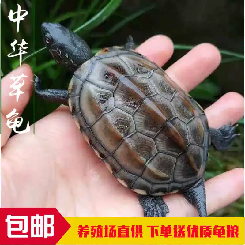 Living turtle in Waitang