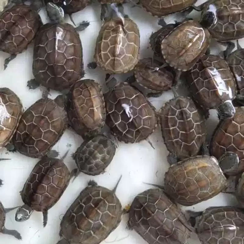 Living turtle in Waitang