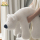 Новый продукт Yunxiong Clube плюшевая игрушка Лежащая подушка Спящая подушка Кукла с белым медведем Подарок девочке на день рождения mini 0