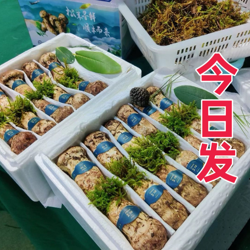 海春松茸的LOGO