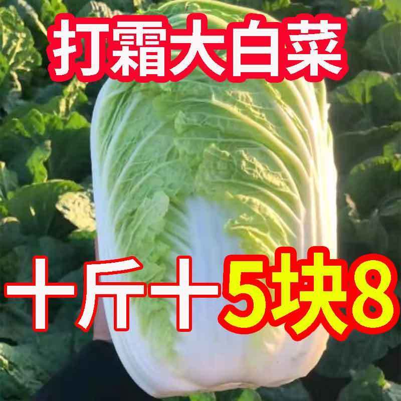Northeast Fresh cabbage should make green vegetable farmers self-planting leaf vegetable special price 9 cat-Taobao when season