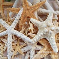 Ins style natural mushroom coral shell starfish conch ornaments jewelry display mat bed and breakfast decoration photo props