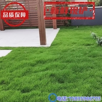 With soil turf real lawn villa courtyard greening cold-resistant four-season green Manila grass Taiwan turf no-cut and easy to work