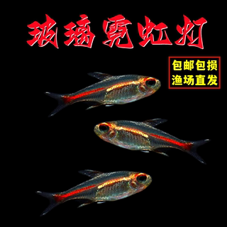 Red light tube fish glass neon light glass light red light tube light fish ornamental fish freshwater grass tank group swimming tropical fish