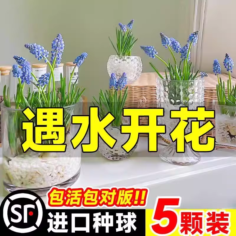 风信子种球水培植物：四季耐寒，冬季易种活的室内花卉盆栽大揭秘！