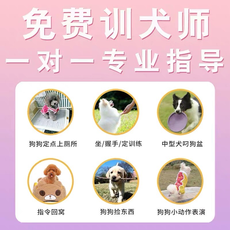 【安徽犬舍】纯种比熊幼犬：萌化你心的白色小天使，教你轻松训练技巧