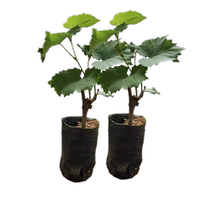 Grapevine Sunshine Rose Grape Sapphire Grape Seedlings Cup Seedlings with Soil Potted North and South Fruits of the Year