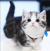 Shipped from Hong Kong Macao and Taiwan white cheese Manjikang short-legged short-legged short-legged kitten Minut bun-faced blue and white pet cat