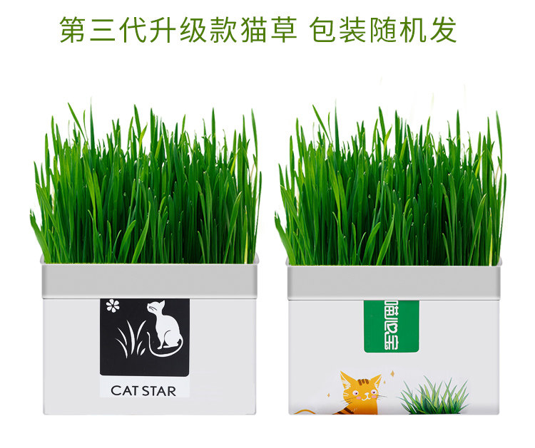 Кошки закуски 猫草盆栽种籽水培盒懒人种植有机猫草化毛球片小麦种子育苗盘零食 Pampas