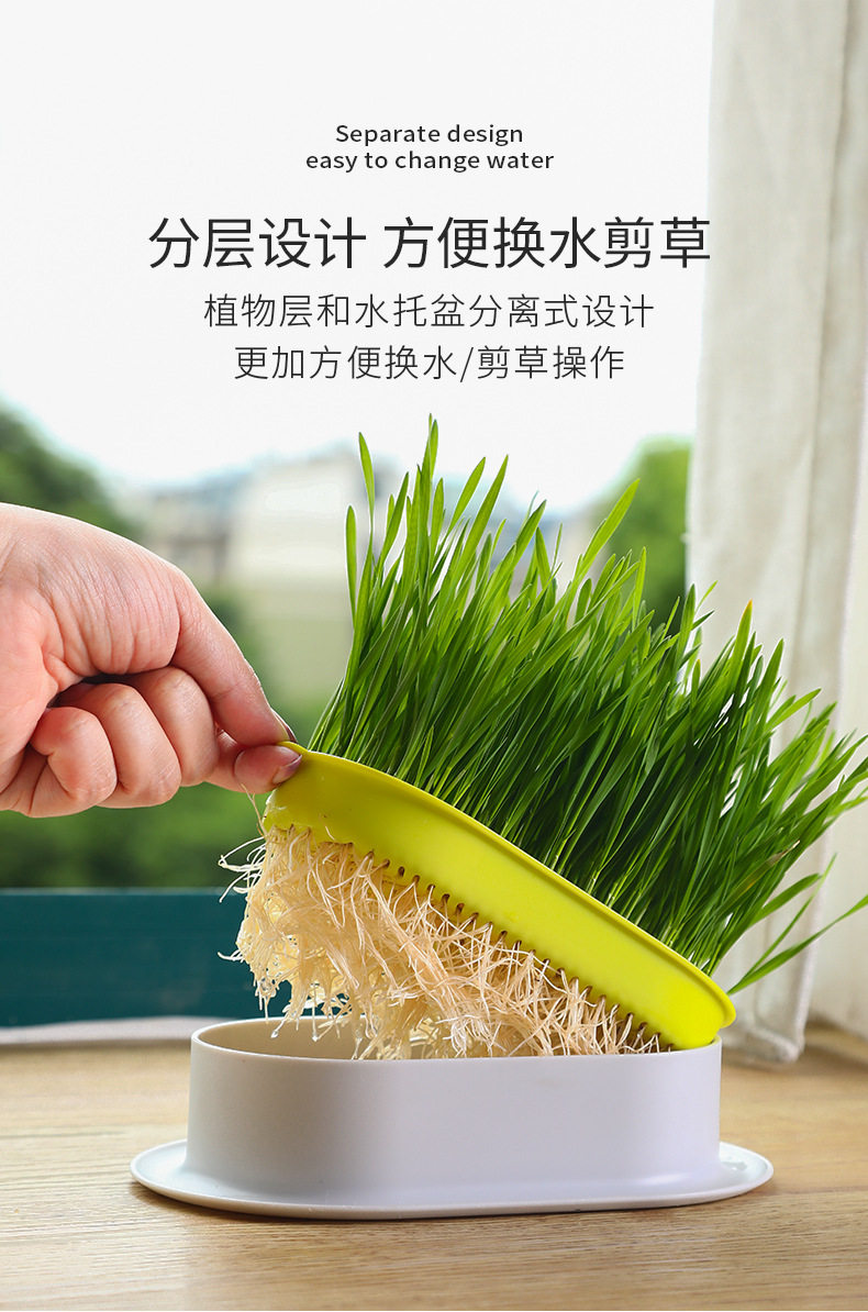 Кошки закуски 猫草盆栽种籽水培盒懒人种植有机猫草化毛球片小麦种子育苗盘零食 Pampas