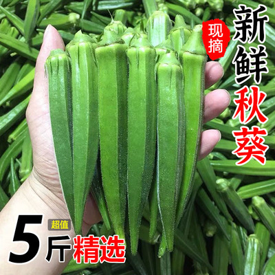 Fujian сезонная свежая бамия свежие овощи Обри -бамия свежая бамия Свежая бамия Фрукты Омия