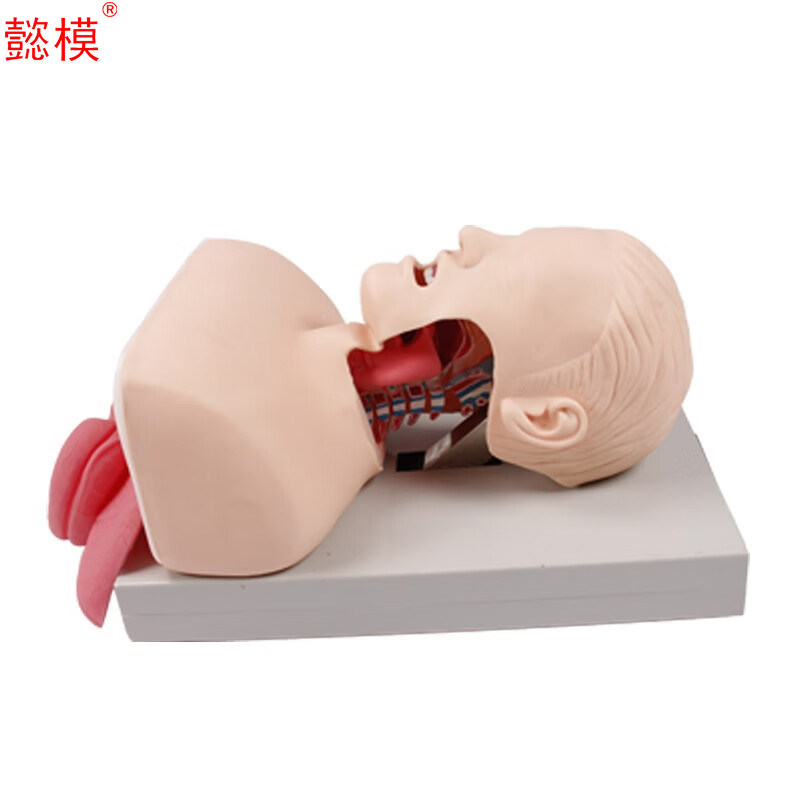 懿模 J50 成人气管插管模型 成人气管插管训练演示 鼻胃管操作训练  有侧面直观功能