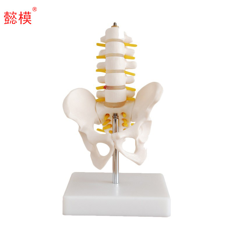 懿模 115A 盆骨模型 小型盆骨带五节腰椎