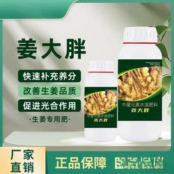 생강, 큰 뚱뚱한 생강, 뿌리 부패를 예방하고 품질을 향상시키고 수율 D2를 증가시키는 강한 묘목에 특별히 사용됩니다.