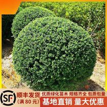 Turtle shell holly ball four-season evergreen courtyard greening project seedlings ball saplings precious landscape trees outdoor plants