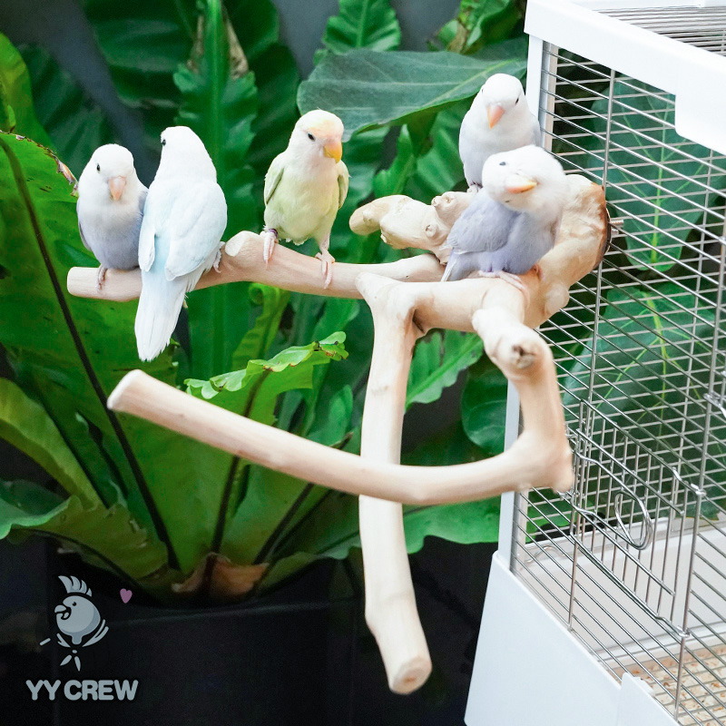 パロット チーム パロット コーヒー 木製スタンド ピオニー ブラック フェニックス スタンド スティック ナチュラル パーチ スタンド ポール アメリカン ジャワウッド