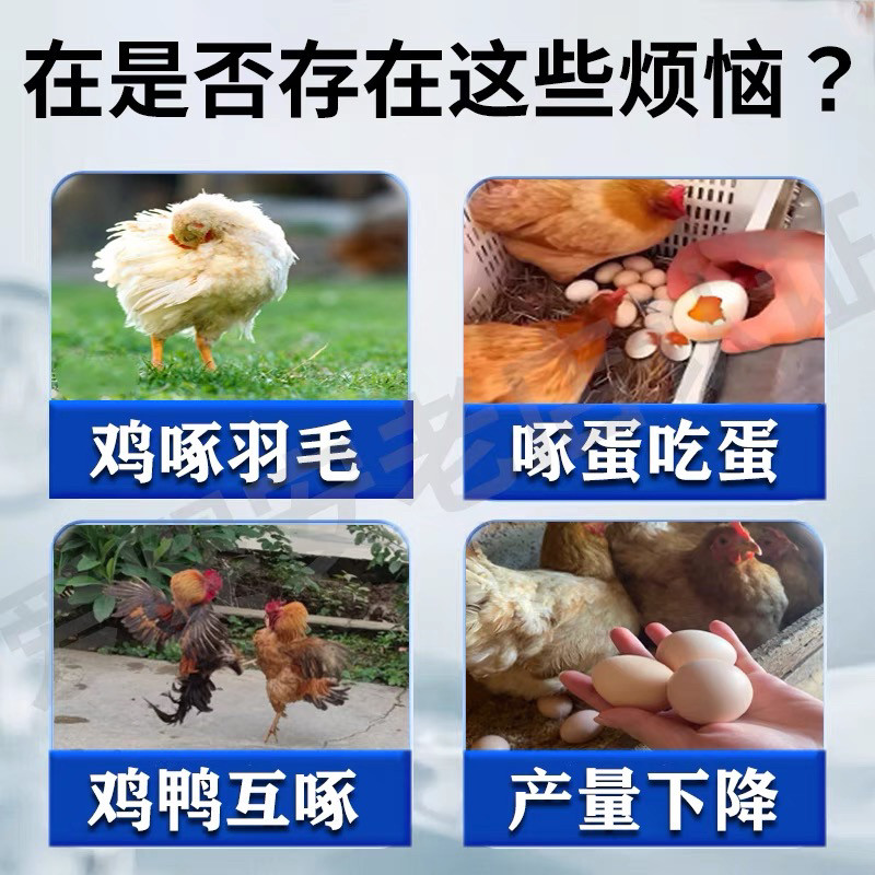 防鸡啄蛋专用止啄止咬灵禽补钙促长效应惊人！营养不良鸡群福音！-家养大动物饲料-淘宝好物网