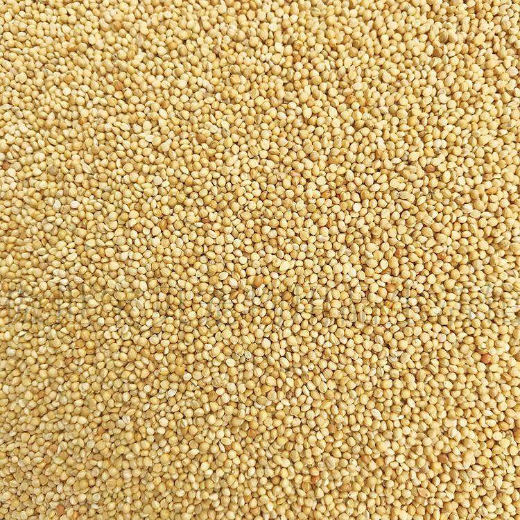 小米鸟图片大赏，绝绝子的萌态让你停不下来！