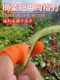 Finger Protector for Picking Vegetables, Iron Finger Nails for Picking Beans, Finger Sleeves for Peeling Edamame, Finger Protectors for Picking Sichuan Peppercorns