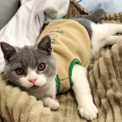 Cute Cat Clothes for Autumn and Winter, British Shorthair Blue Cat Silver Gradient Sleeveless Vest, Pet Teddy Bichon Pomeranian Winter Clothing