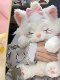 British Vockoo Mary Cat Plush Toy Doll for Kidsren and Girls Birthday Christmas New Year Gift