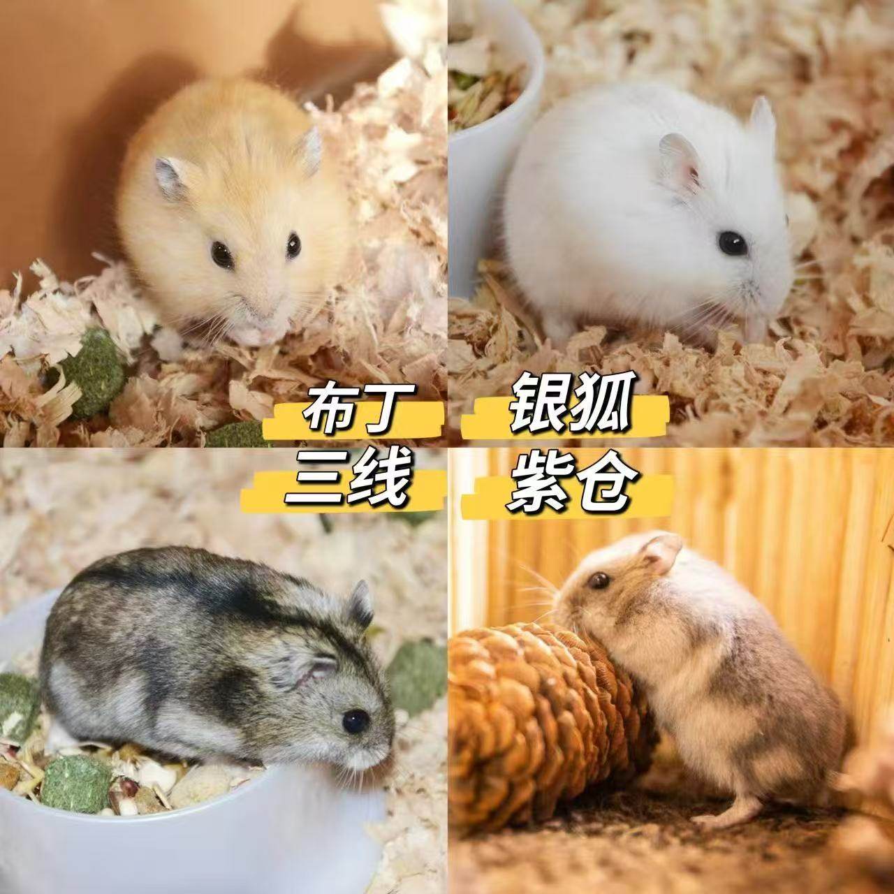 银狐仓鼠：2025年最萌智能宠物选择？