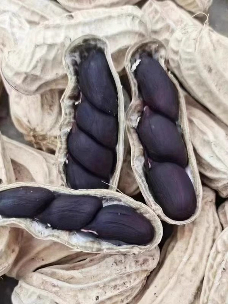 2026 New Arrivals Yunnan Specialty Selenium-Rich Black Peanuts Official Flagship Store Raw Purple Peanuts with Shells Roasted Snacks for Pairing with Drinks