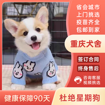 (Chongqing Kennel) Corgi puppies purebred small dogs live pet dogs three-color short-legged puppies