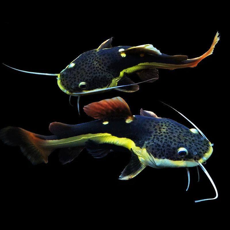 🎉招财猫鱼活红尾鲶鱼：热带淡水观赏鱼新宠🐠-鱼-淘宝好物网