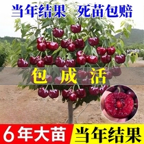 Cherry saplings large cherry tree saplings potted plants planted in the north and south garden dwarf fruit saplings that bear fruit in the current year