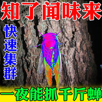 (Ultra clear) The magic tool for catching cicadas and luring cicadas was unearthed. The special tool for catching cicadas and luring cicadas was unearthed.