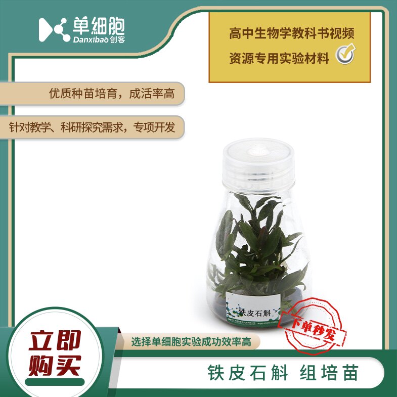 高中生物实验专用 铁皮石斛组培苗