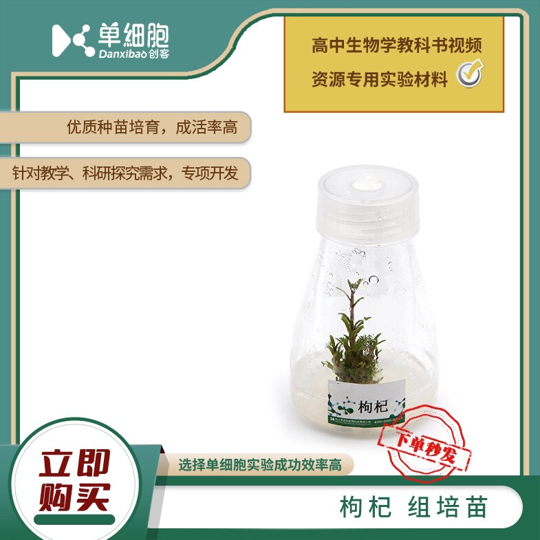 高中生物实验专用  枸杞组培苗