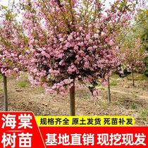 North American crabapple saplings greening tall poles cold-resistant plants outdoor flowers blooming in all seasons Xifu Papaya and crabapple trees