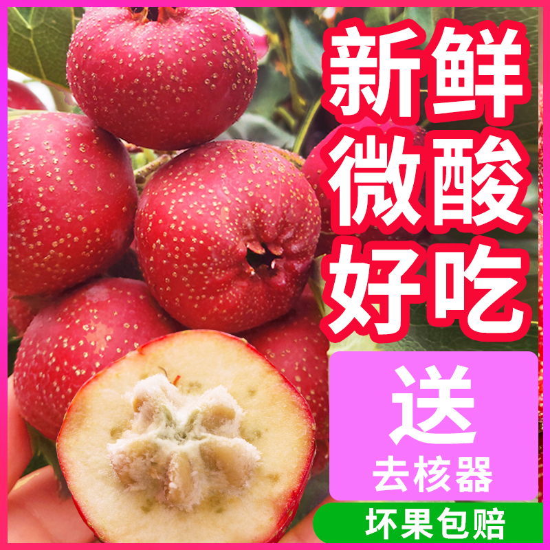 Fresh hawthorn large fruit raw hawthorn fresh fruit Shandong fresh hawthorn Mountain Rired wholesale ice sugar hyacinth hawthorn large golden star-Taobao