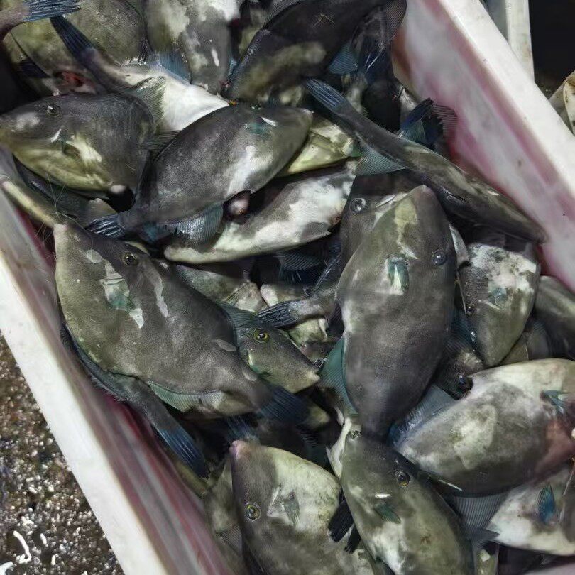 新鲜东海蓝尾扒皮鱼，美味如何？🐟深度解析与推荐-鳕鱼-淘宝好物网