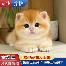 British short gold gradient kittens purebred short-legged cats live short-haired kittens cattery blue gold gradient live cats