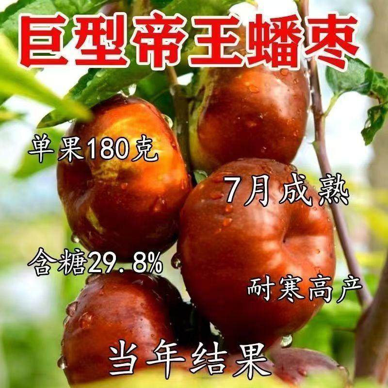 特大枣树苗如何做到当年结果?冰糖脆枣和潘枣有什么区别?-果树种子种苗-淘宝好物网