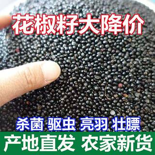 Pigeons soak their feet with turtledove pepper seeds