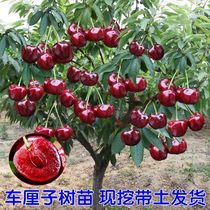 Extra large cherry saplings large cherry trees north and south planting basins fruit tree seedlings dwarf grafted cherry seedlings