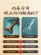 황금 실크 백단색 6 개의 클라우 마사지 빗 두피 헤드 메리디안 콤 넥 다리 담낭 자오선 준설기 단단한 나무 빗