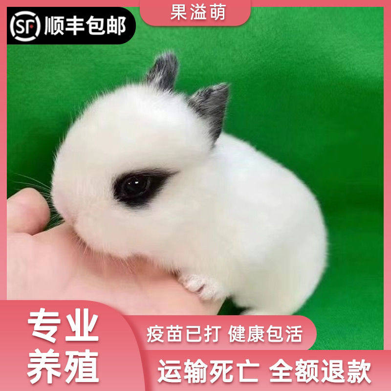 小兔子活物侏儒兔长不大迷你小型公主荷兰垂耳兔茶杯兔家养宠物兔,萌化你的心!-兔兔医疗用品-淘宝好物网