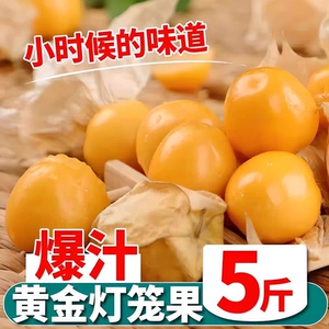 [东北姑娘果【现货】新鲜水果姑娘果灯笼果薄皮整箱姑娘果东北特产]