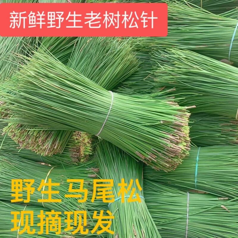 Deep Mountain Natural Wild Fresh Horsetail Pine Needle Tea Pure Pine Needle Steamed Buns Two-Leaf Pine Needle Tea and Wine to Make Enzymes