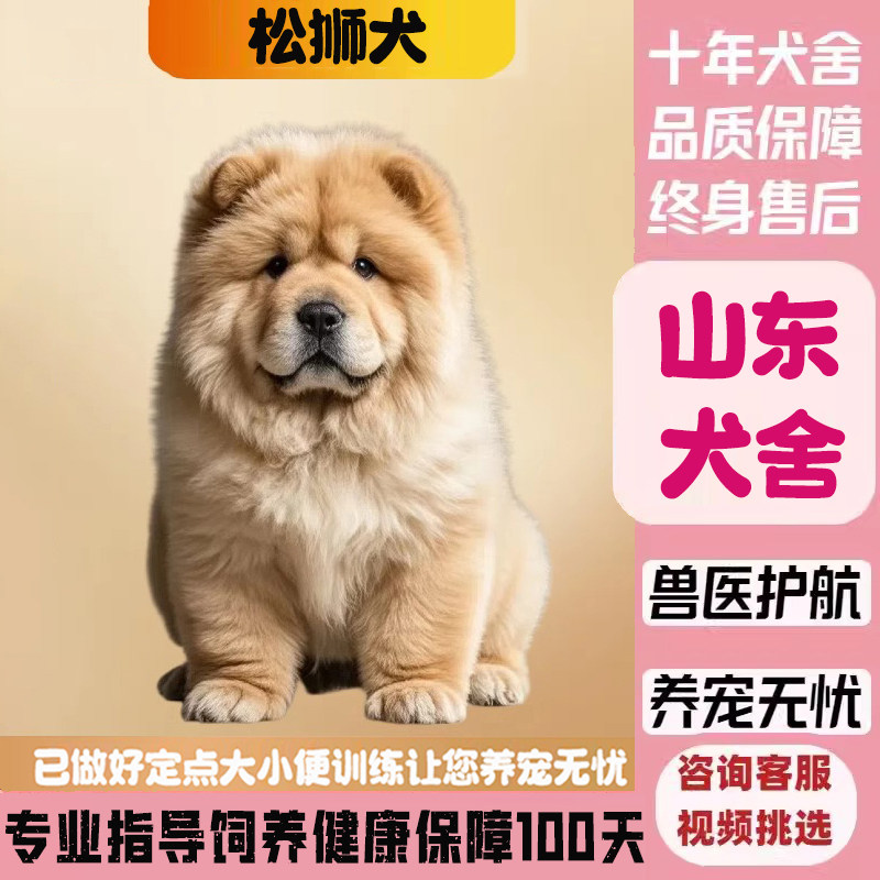 山东犬舍:纯种松狮犬幼犬,面包嘴奶白色黑色肉嘴松狮狗-狗狗-淘宝好物网