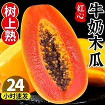 Heinan Red Heart Milk Papaya Загружен в тропические фруктовые деревья приготовленные для еды Hears Hearts