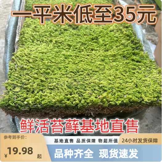 Fresh moss large grey moss with moss and white moss microscape short suede Sand Courtyard Moss Turf-Taobao